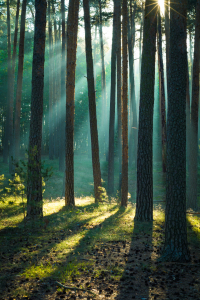 Bild-Nr: 12616942 Wald im Harz an einem Morgen im Herbst Erstellt von: Martin Martin Wasilewski