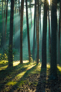 Bild-Nr: 12616942 Wald im Harz an einem Morgen im Herbst Erstellt von: Martin Wasilewski