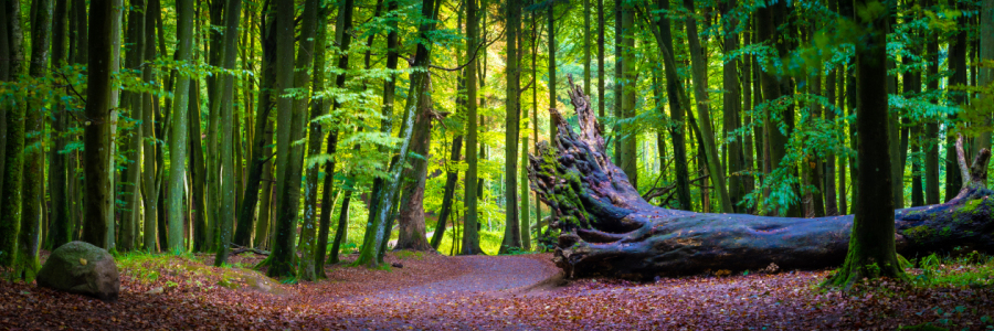 Bild-Nr: 12621434 Wald auf Insel Rügen Erstellt von: Martin Martin Wasilewski
