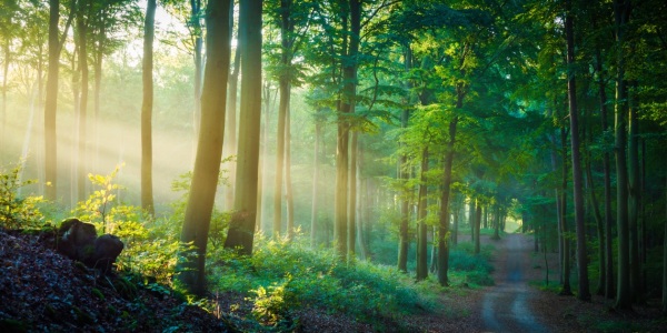 Bild-Nr: 12621595 Waldweg auf Insel Usedom Erstellt von: Martin Martin Wasilewski
