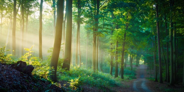 Bild-Nr: 12621595 Waldweg auf Insel Usedom Erstellt von: Martin Wasilewski