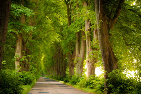 Bild-Nr: 12621599 Lindenallee im Sommer Erstellt von: Martin Wasilewski