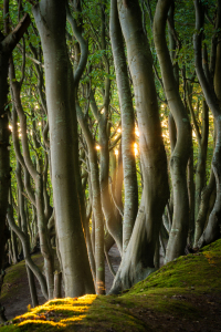 Bild-Nr: 12622961 Wald an der Küste auf Insel Rügen Erstellt von: Martin Wasilewski