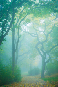 Bild-Nr: 12626013 Bäume im Nebel Erstellt von: Martin Martin Wasilewski
