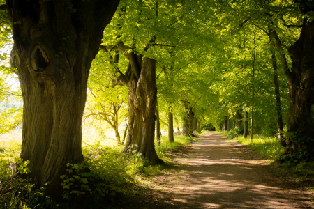 Bild-Nr: 12626391 Allee im Sommer Erstellt von: Martin Martin Wasilewski