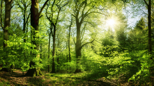 Bild-Nr: 12626540 Grüner Wald im Sonnenlicht Erstellt von: Smileus
