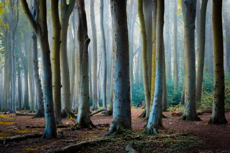 Bild-Nr: 12627298 Herbstmorgen im Wald Erstellt von: Martin Martin Wasilewski