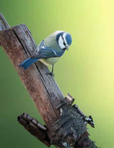 Bild-Nr: 12627947 Blaumeise  Erstellt von: KundenNr-294480