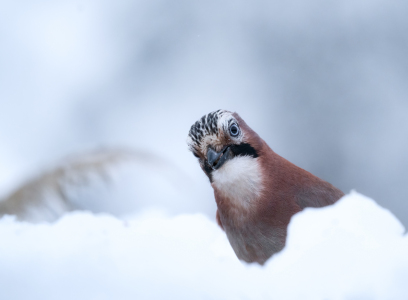 Bild-Nr: 12627950 Eichelhäher im Schnee Erstellt von: KundenNr-294480