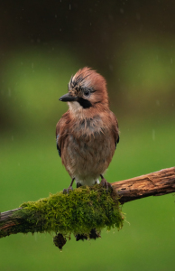 Bild-Nr: 12627958 Eichelhäher im Regen Erstellt von: KundenNr-294480