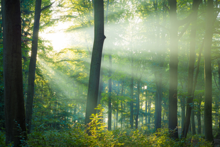 Bild-Nr: 12628330 Licht im Wald Erstellt von: Martin Wasilewski