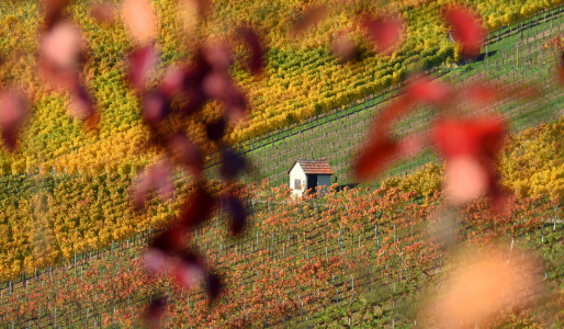 Bild-Nr: 12628497 Herbst in den Weinbergen Erstellt von: GUGIGEI