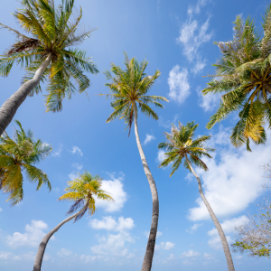 Bild-Nr: 12629308 Kokospalmen vor blauem Himmel Erstellt von: eyetronic