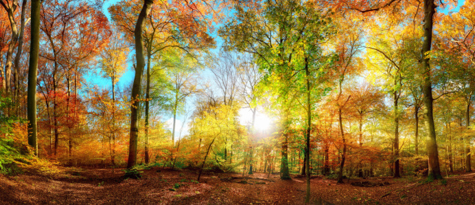 Bild-Nr: 12629770 Buntes Waldpanorama im Herbst Erstellt von: Smileus
