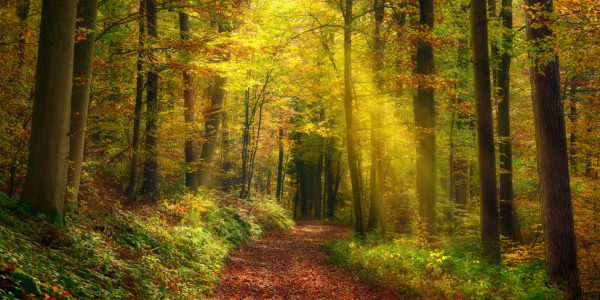 Bild-Nr: 12629793 Lichtstrahlen in einem nebligen Herbstwald Erstellt von: Smileus