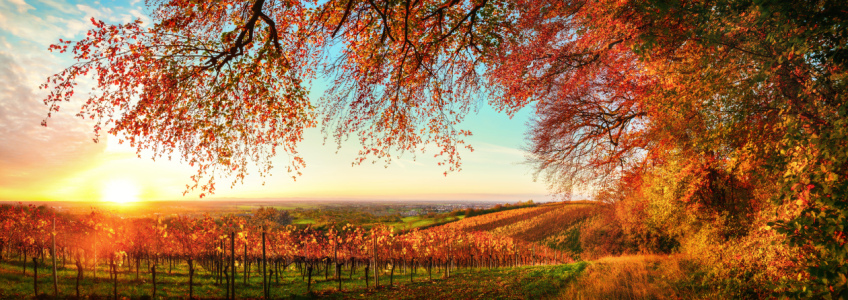 Bild-Nr: 12630000 Landschaft aus Weinbergen im Herbst Erstellt von: Smileus