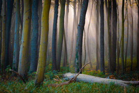 Bild-Nr: 12630004 Wald im Herbstlicht Erstellt von: Martin Wasilewski