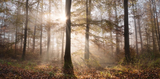 Bild-Nr: 12630366 Sonnenstrahlen verzaubern den Wald Erstellt von: Smileus