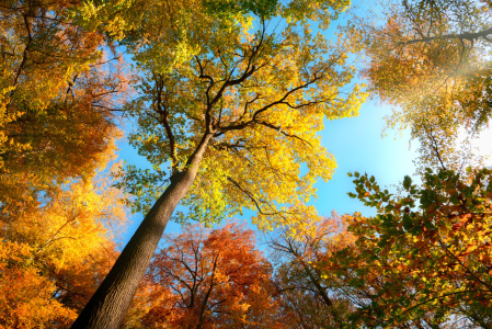 Bild-Nr: 12630374 Blick nach oben im Herbstwald Erstellt von: Smileus