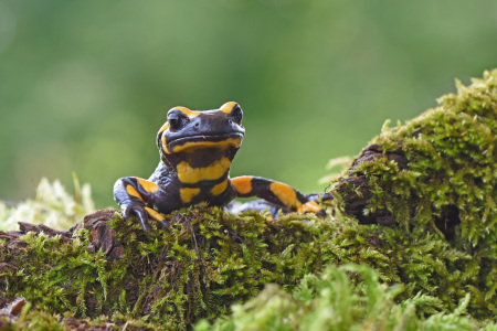 Bild-Nr: 12631310 Salamander Erstellt von: GUGIGEI