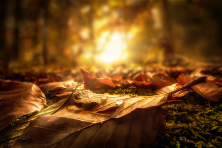 Bild-Nr: 12631611 Nahaufnahme von Blätter im Herbst auf Waldboden Erstellt von: Smileus