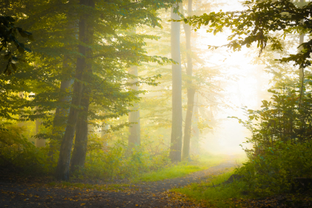Bild-Nr: 12631973 Nebel im Herbstwald Erstellt von: Martin Martin Wasilewski