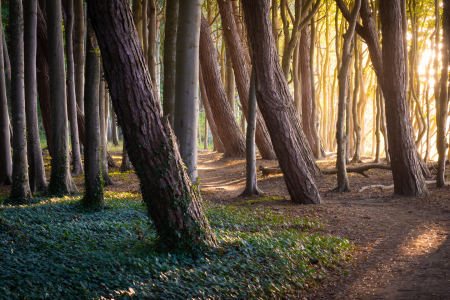 Bild-Nr: 12632871 Sonnenaufgang im Küstenwald Erstellt von: Martin Wasilewski