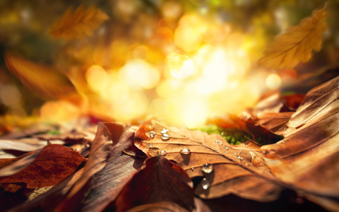 Bild-Nr: 12633649 Nahaufnahme von Blättern auf Waldboden im Herbst  Erstellt von: Smileus