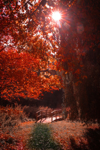 Bild-Nr: 12637197 Herbstweg Erstellt von: Pixelboy