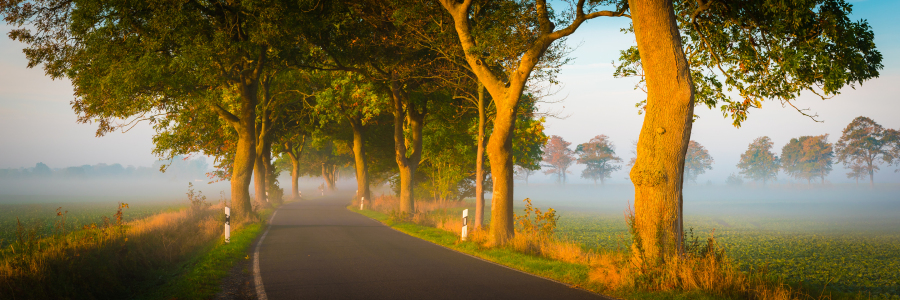 Bild-Nr: 12638065 Allee auf Insel Rügen im Nebel Erstellt von: Martin Wasilewski