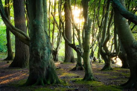Bild-Nr: 12638072 Wald auf Insel Rügen im Herbst Erstellt von: Martin Martin Wasilewski