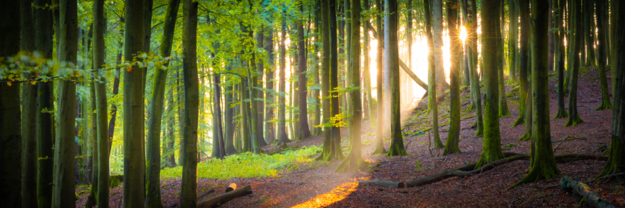Bild-Nr: 12638075 Die Sonne scheint in einen Wald auf Rügen Erstellt von: Martin Martin Wasilewski