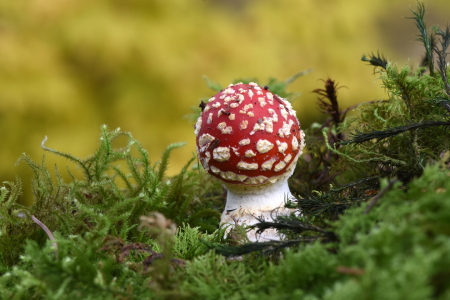 Bild-Nr: 12638274 junior Fliegenpilz Erstellt von: GUGIGEI