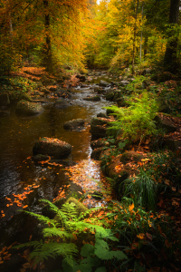 Bild-Nr: 12638367 Herbst im Harz Erstellt von: Steffen Gierok