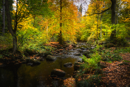 Bild-Nr: 12638368 Herbststimmung an der Bode Erstellt von: Steffen Gierok