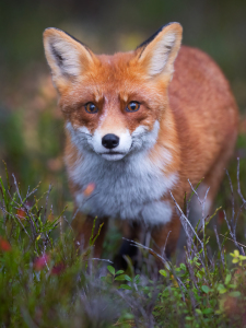 Bild-Nr: 12642403 neugieriger Fuchs Erstellt von: Daniela Beyer