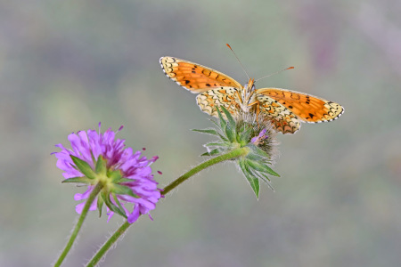 Bild-Nr: 12644241 Scheckenfalter Erstellt von: GUGIGEI