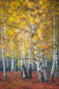 Bild-Nr: 12645226 Birkenwäldchen im Herbst Erstellt von: Daniela Beyer