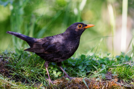 Bild-Nr: 12647248 Amsel Erstellt von: DirkR