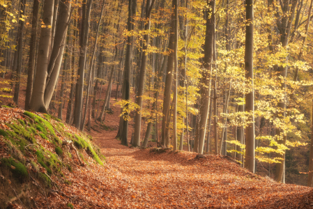 Bild-Nr: 12651085 Sonnenlicht im Herbstwald Erstellt von: luxpediation