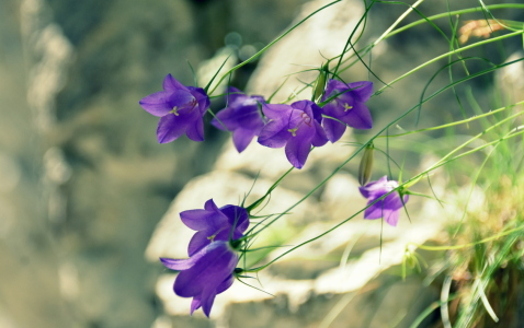 Bild-Nr: 12657002 Glockenblumen Erstellt von: GUGIGEI