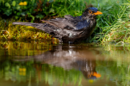 Bild-Nr: 12663032 Amsel Erstellt von: DirkR