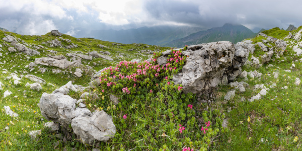 Bild-Nr: 12674464 Alpenrosen Erstellt von: Walter G. Allgöwer