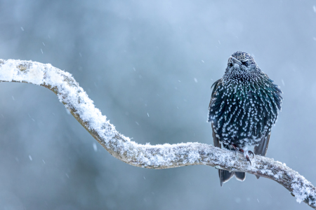 Bild-Nr: 12679211 Star vor eisblauem Hintergrund Erstellt von: Thomas Herzog