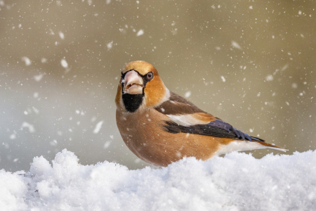 Bild-Nr: 12680158 Schneekönig Erstellt von: Thomas Herzog