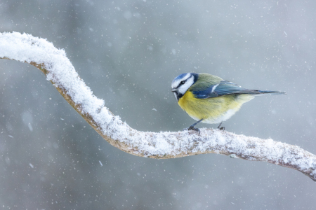 Bild-Nr: 12680505 Blaumeise im Schneetreiben Erstellt von: Thomas Herzog