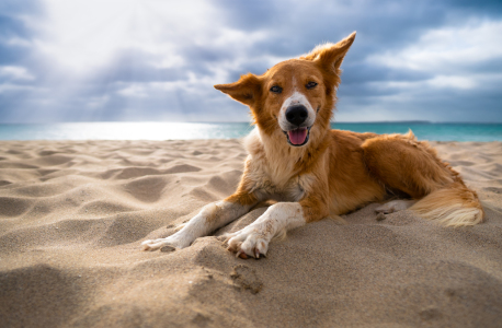 Bild-Nr: 12683337 Kapverdischer Hund am Strand Erstellt von: raphotography88