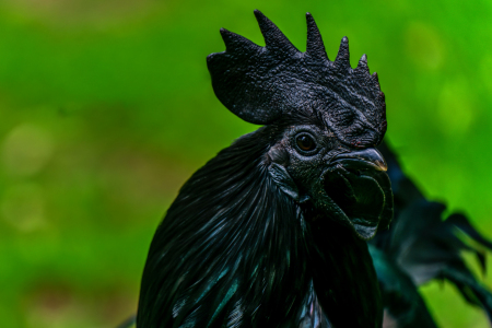 Bild-Nr: 12683485 Ayam Cemani  Erstellt von: volker heide