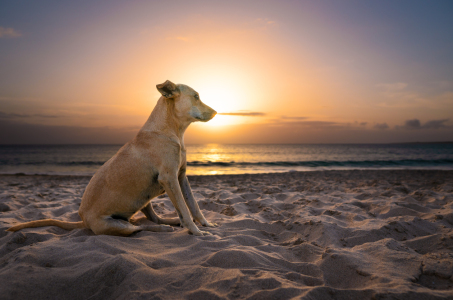 Bild-Nr: 12684028 Hund sitzt am Strand bei Sonnenuntergang Erstellt von: raphotography88