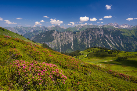 Bild-Nr: 12685267 Alpenrosen Erstellt von: Walter G. Allgöwer